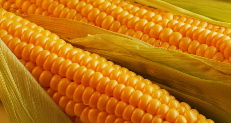 ГМО признали полезными для людей и сельского хозяйства