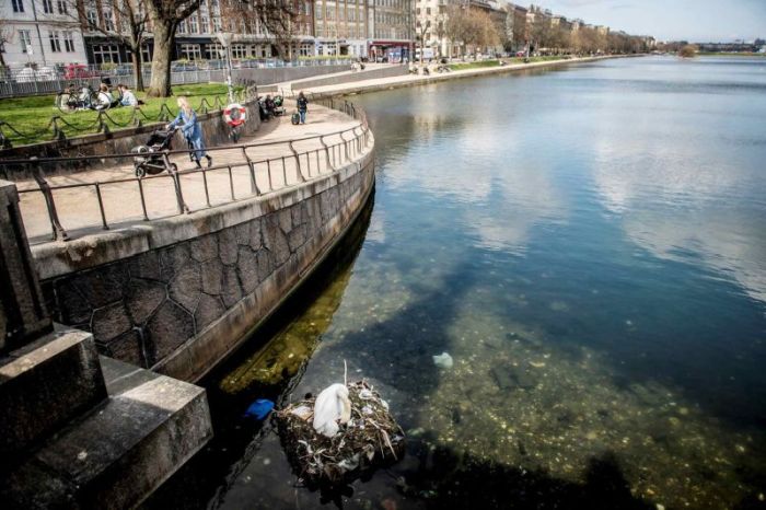 В Копенгагене самка лебедя свила гнездо из мусора и отложила в него яйца