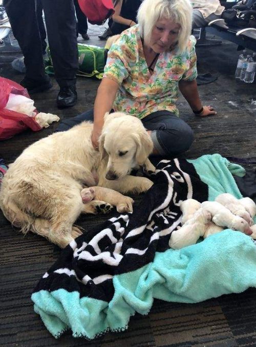 Собака-поводырь родила 8-х щенков в аэропорту