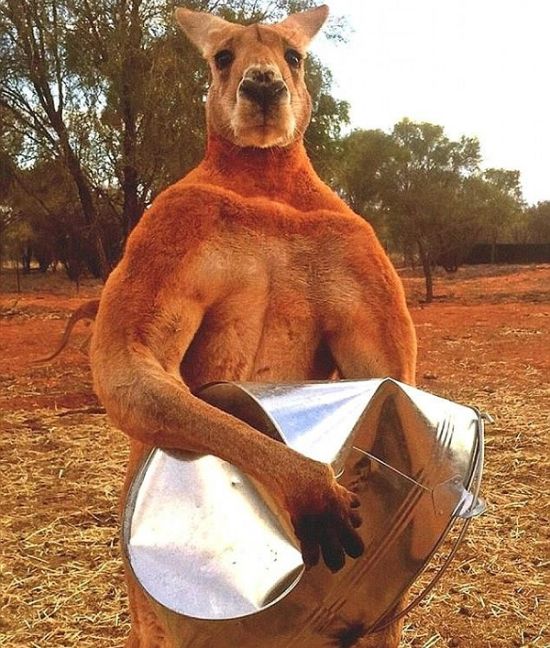 Мощный кенгуру из австралийского заповедника держит в страхе смотрителей