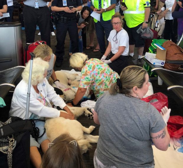 Собака-поводырь родила 8-х щенков в аэропорту 