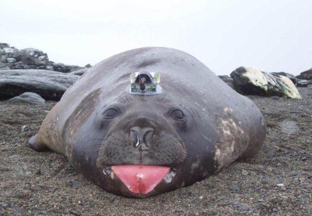 Как тюлени помогают исследователям в изучении Антарктики