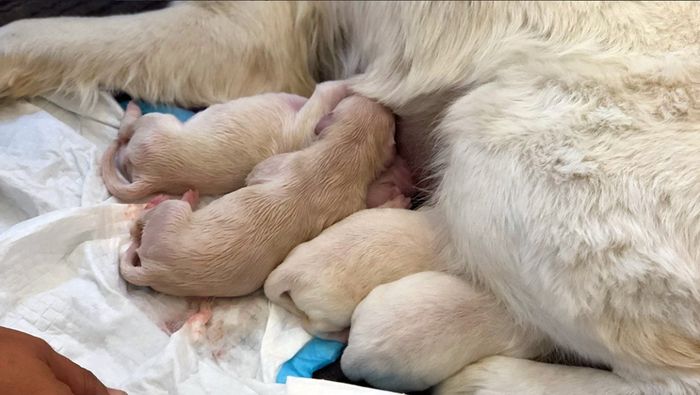 Собака-поводырь родила 8-х щенков в аэропорту