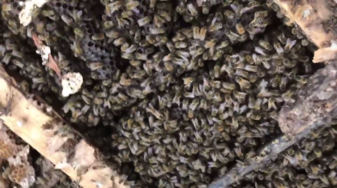 В Великобритании на крыше больницы обнаружили улей более 50 тысяч пчёл