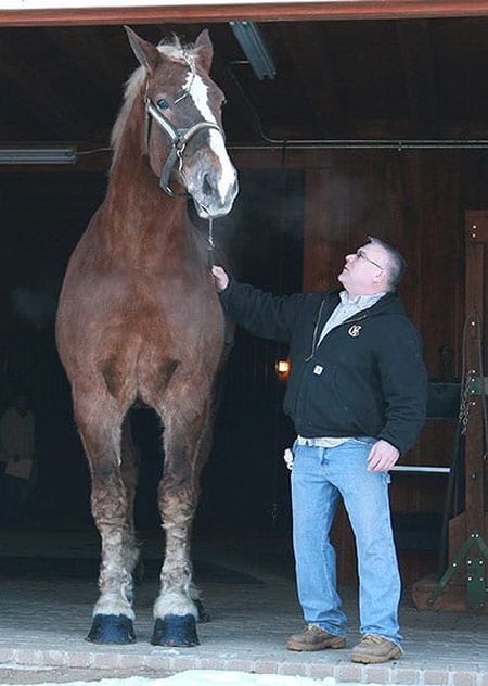 Большой Джейк - самая высокая лошадь в мире