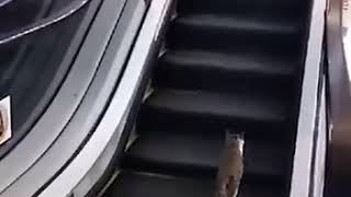 Просто кот на эскалаторе
