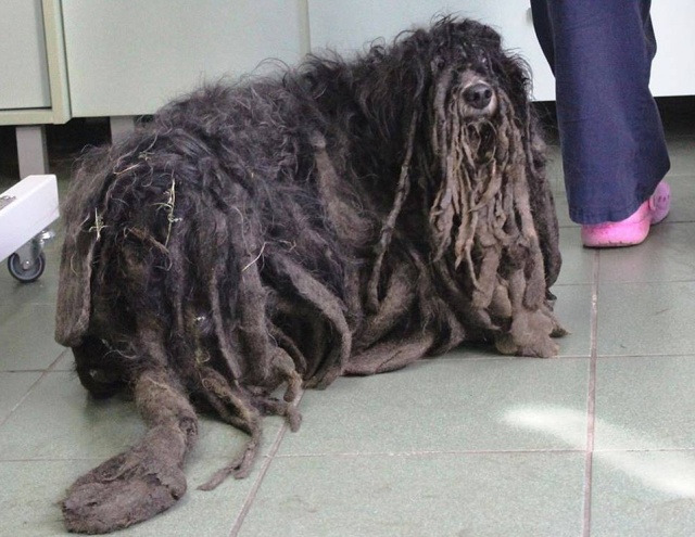 Зоозащитники спасли собаку, которая превратилась к сплошной комок шерсти