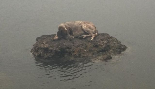 Собака забралась на камень в море, чтобы спастись от пожара
