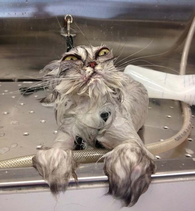 Фото котиков, которые непременно отмостят своим хозяевам за купание