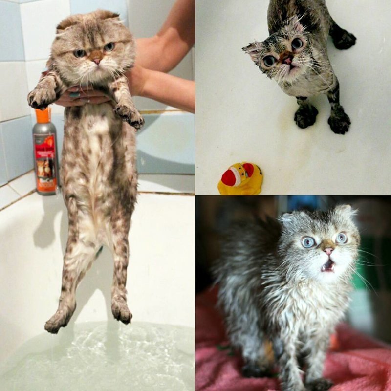 Фото котиков, которые непременно отмостят своим хозяевам за купание