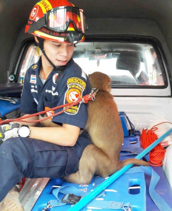 Трогательный момент после спасения обезьянки