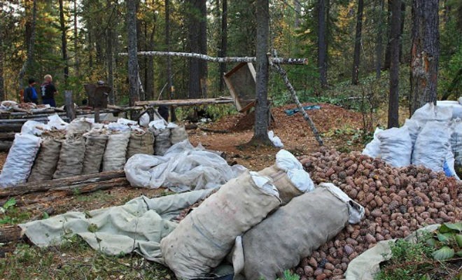 Как добывают кедровые орехи (3 фото)