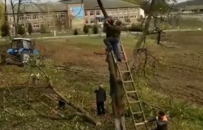 Срубая дерево, помни о технике безопасности