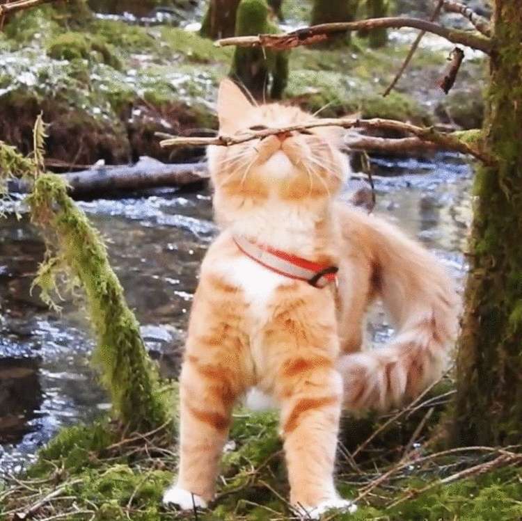 Этот норвежский котик, просто обожает гулять с людьми по дикой природе!