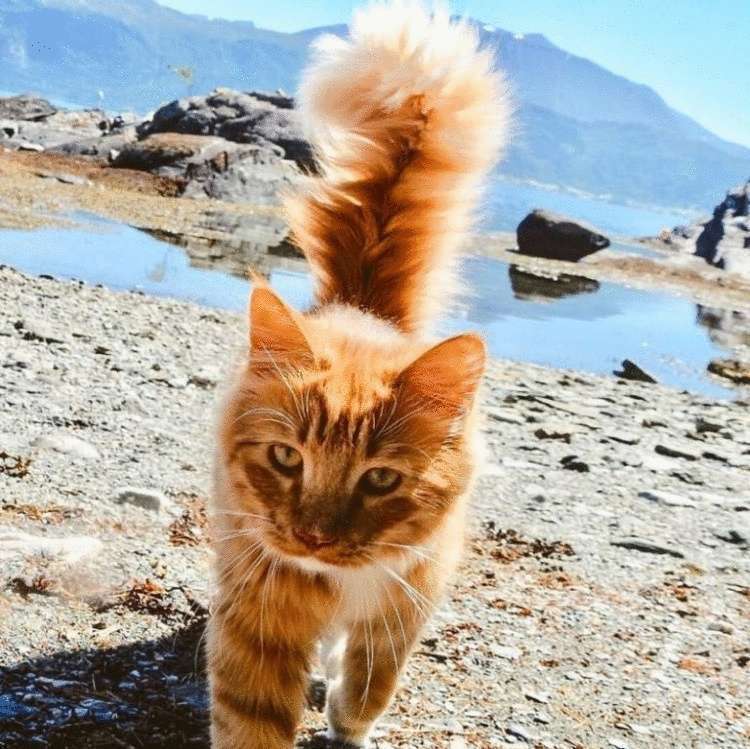 Этот норвежский котик, просто обожает гулять с людьми по дикой природе!