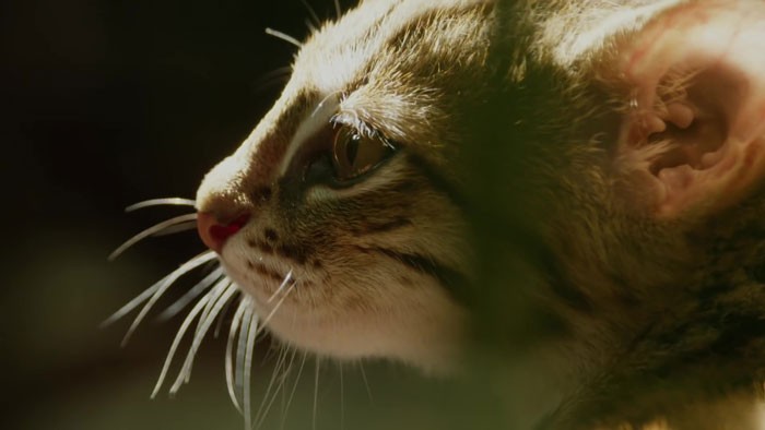 Как выглядит самая маленькая дикая кошка в мире (8 фото)