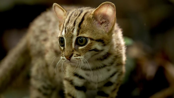 Как выглядит самая маленькая дикая кошка в мире (8 фото)