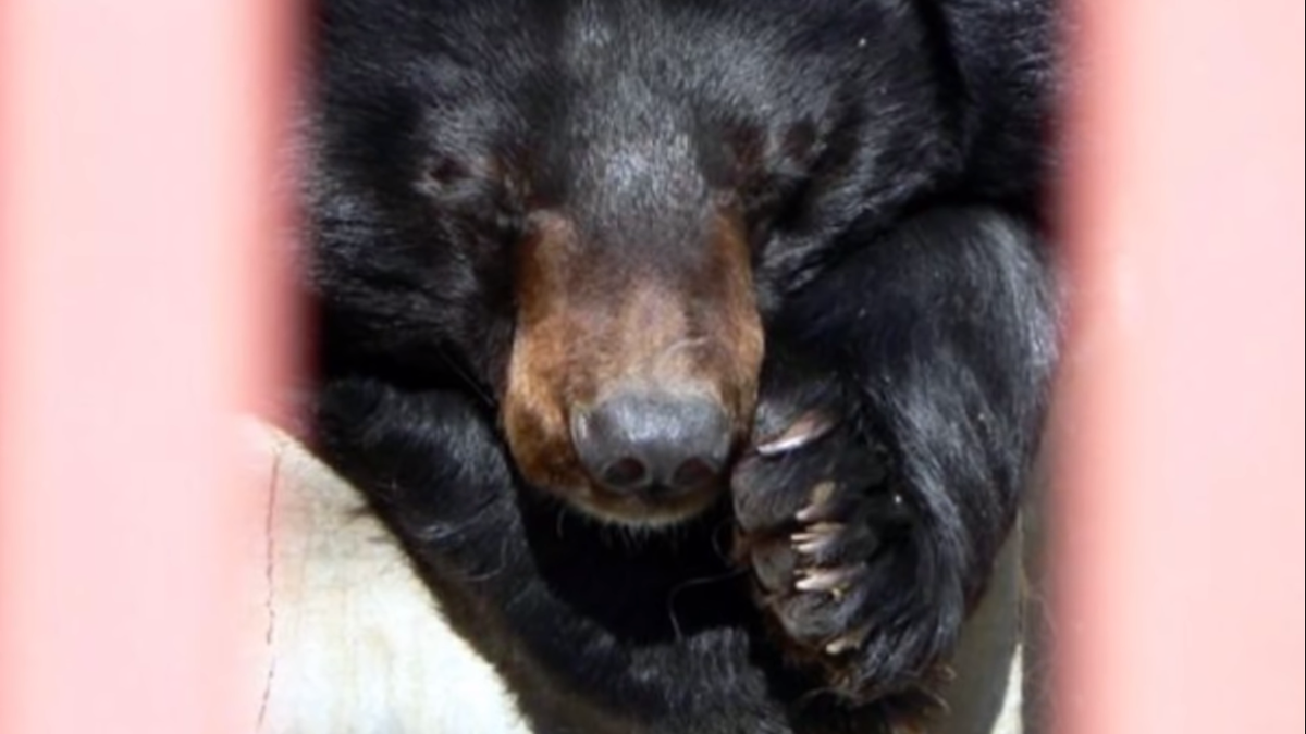 Медведица не могла спасти медвежат из холодной воды, но рядом оказались рыбаки