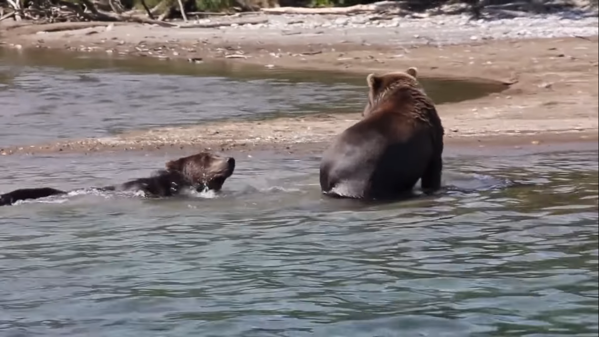 Медведица не могла спасти медвежат из холодной воды, но рядом оказались рыбаки