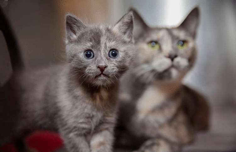 Милые кошки с котятами — «Я люблю тебя, малыш!»