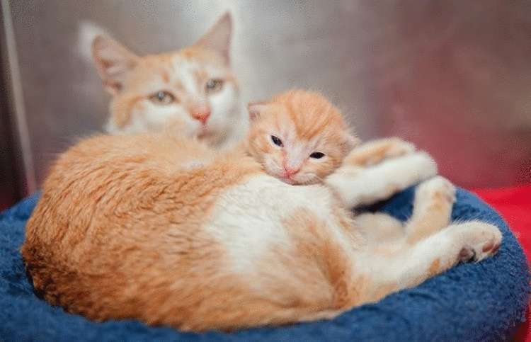 Милые кошки с котятами — «Я люблю тебя, малыш!»