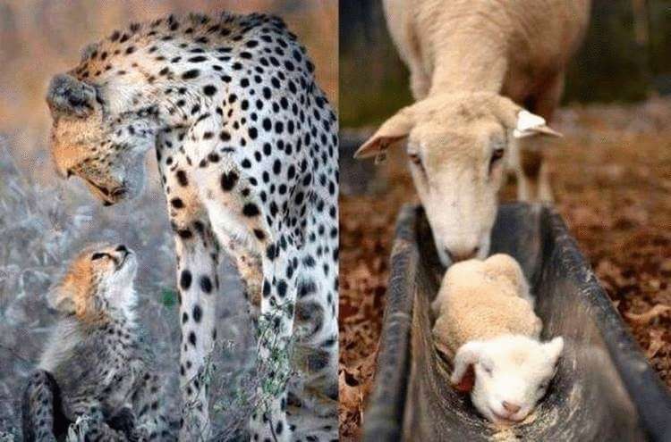 Обнимашки животного мира. Какая у них трогательная любовь!