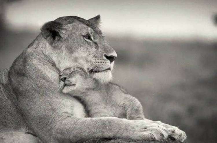 Обнимашки животного мира. Какая у них трогательная любовь!