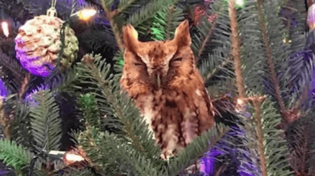 Семья целую неделю не замечала на наряженной рождественской елке живую сову