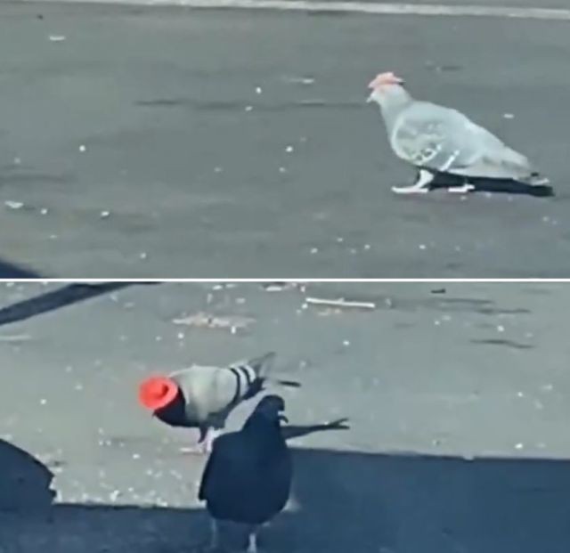 В Лас-Вегасе завелись голуби-ковбои (3 фото)