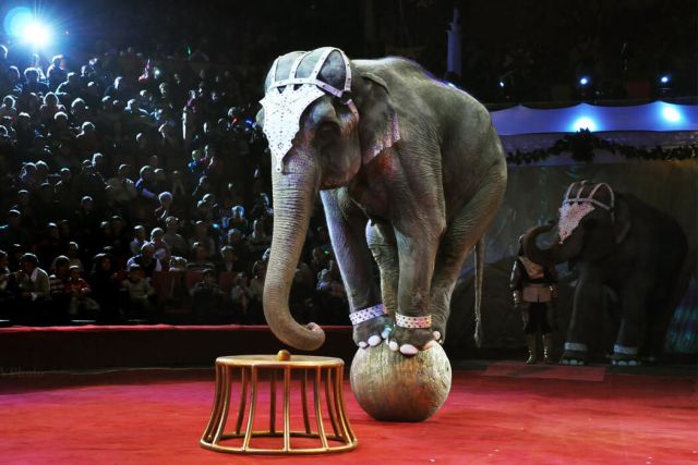 В России введут новый закон, касающийся цирковых животных