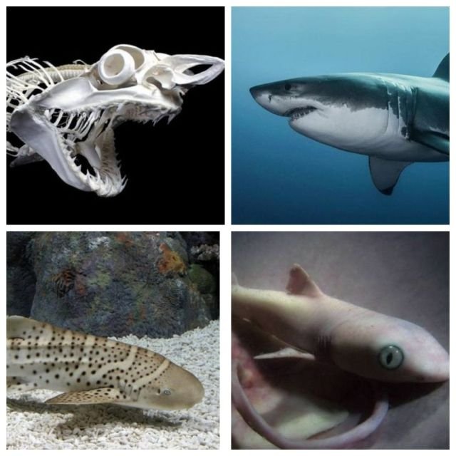 Подборка интересных фактов об акулах (10 фото)