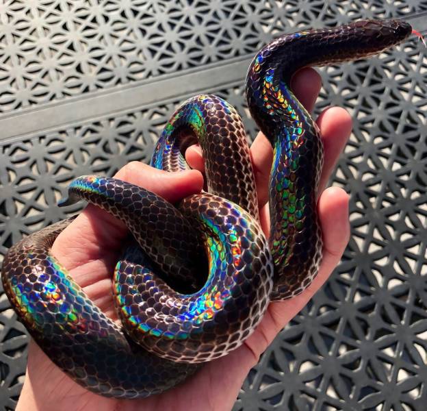 Змея радужного цвета
