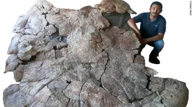 В Южной Америке нашли останки черепахи, которым 13 млн лет (5 фото)