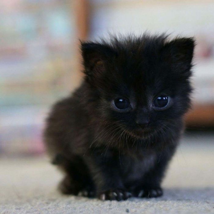 17 фотодоказательств, что черные кошечки — очаровательные источник умиления, а не неудачи!