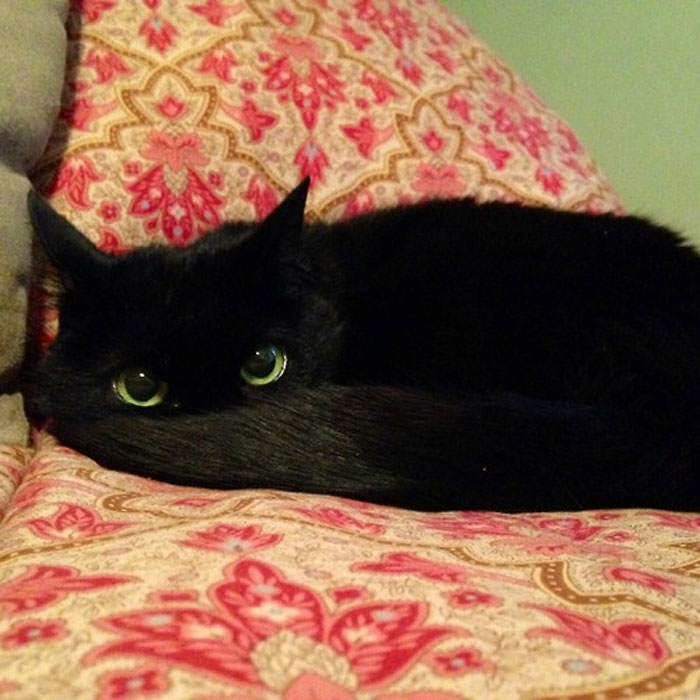 17 фотодоказательств, что черные кошечки — очаровательные источник умиления, а не неудачи!