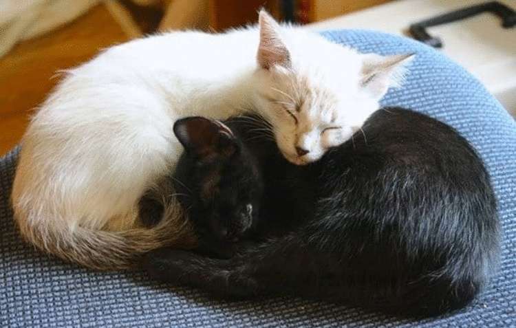Черные и белые кошки инь и ян