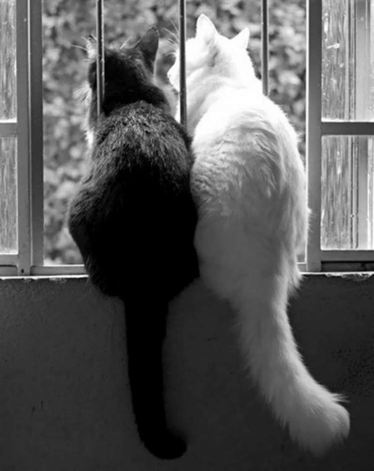 Черные и белые кошки инь и ян