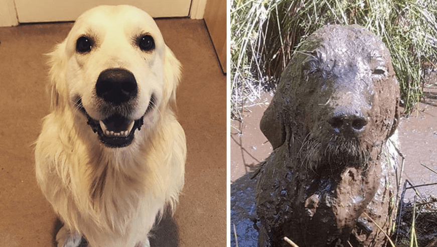 Фото хвостатых грязнуль: фото собак до и после прогулок