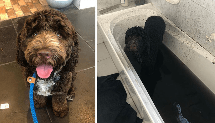 Фото хвостатых грязнуль: фото собак до и после прогулок