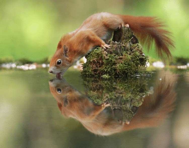 Невероятно милые фото дикой природы от знаменитого австрийского фотографа