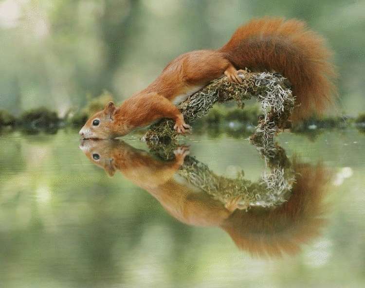 Невероятно милые фото дикой природы от знаменитого австрийского фотографа