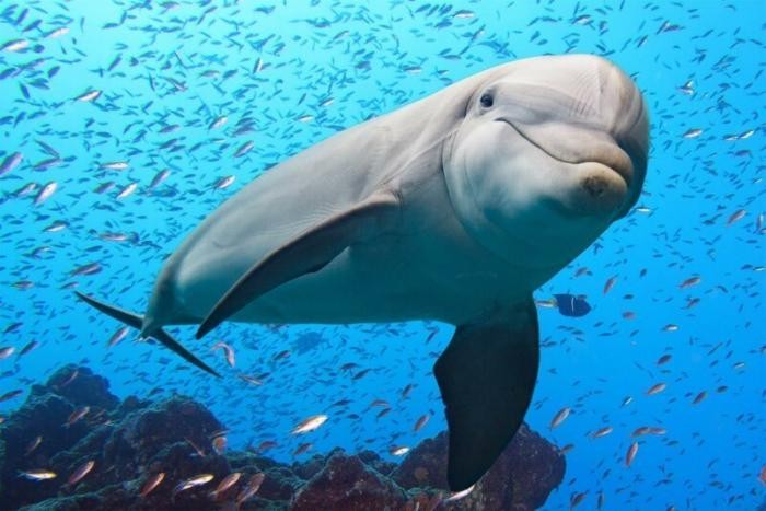 Откуда дельфины и киты получают пресную воду? (7 фото)