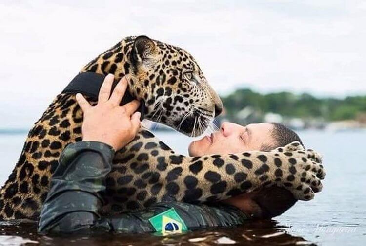 Спасенный ягуар обнял своего спасителя, как домашний кот…
