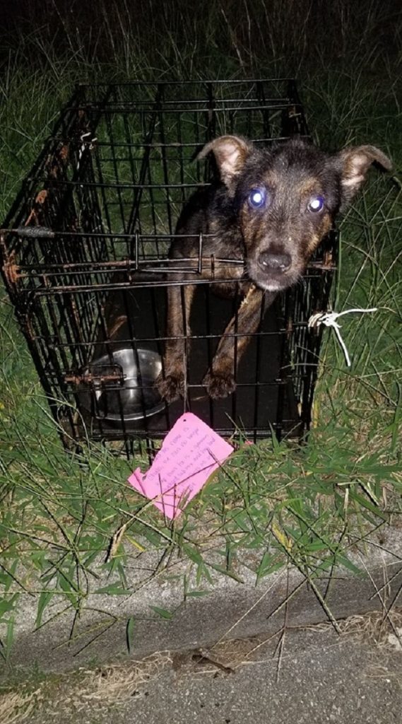 Измученная собака сидела в закрытой клетке, а рядом лежала записка