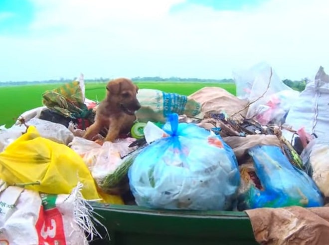 Парень нашел в куче мусора мешок из которого показалась мордашка щенка