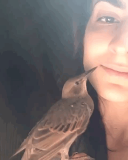 Девушка и птица