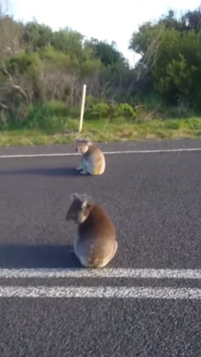 Девушке чудом удалось спасти играющих посреди дороги коал