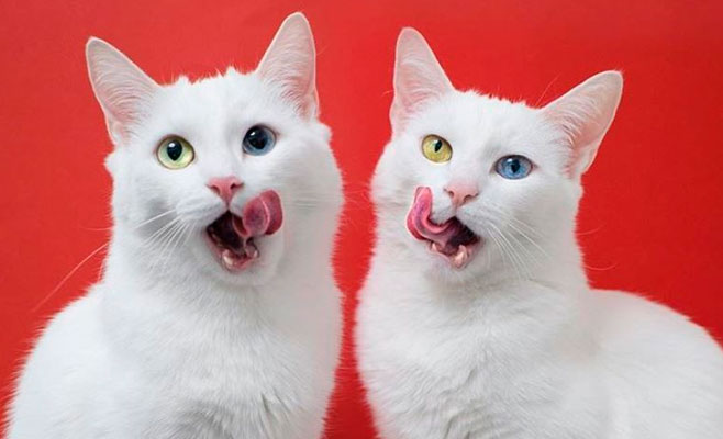 Эти две кошечки-сестрички, стали любимицами пользователей интернета