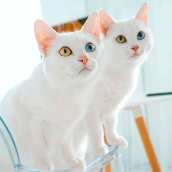 Эти две кошечки-сестрички, стали любимицами пользователей интернета