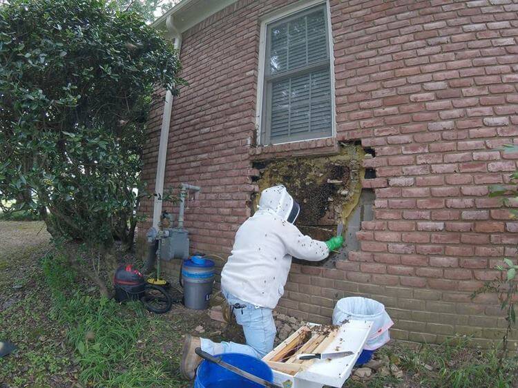 Пчелы-окупанты. Жители одного из домов жаловались на пчёл в стене. Специалист нашёл там целый пчелиный мегаполис